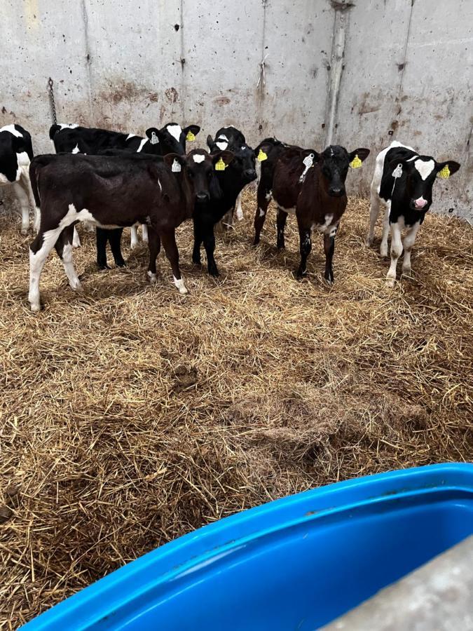 Lacken Farmyard Kilmihil Ngoại thất bức ảnh